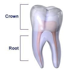illustration of a tooth